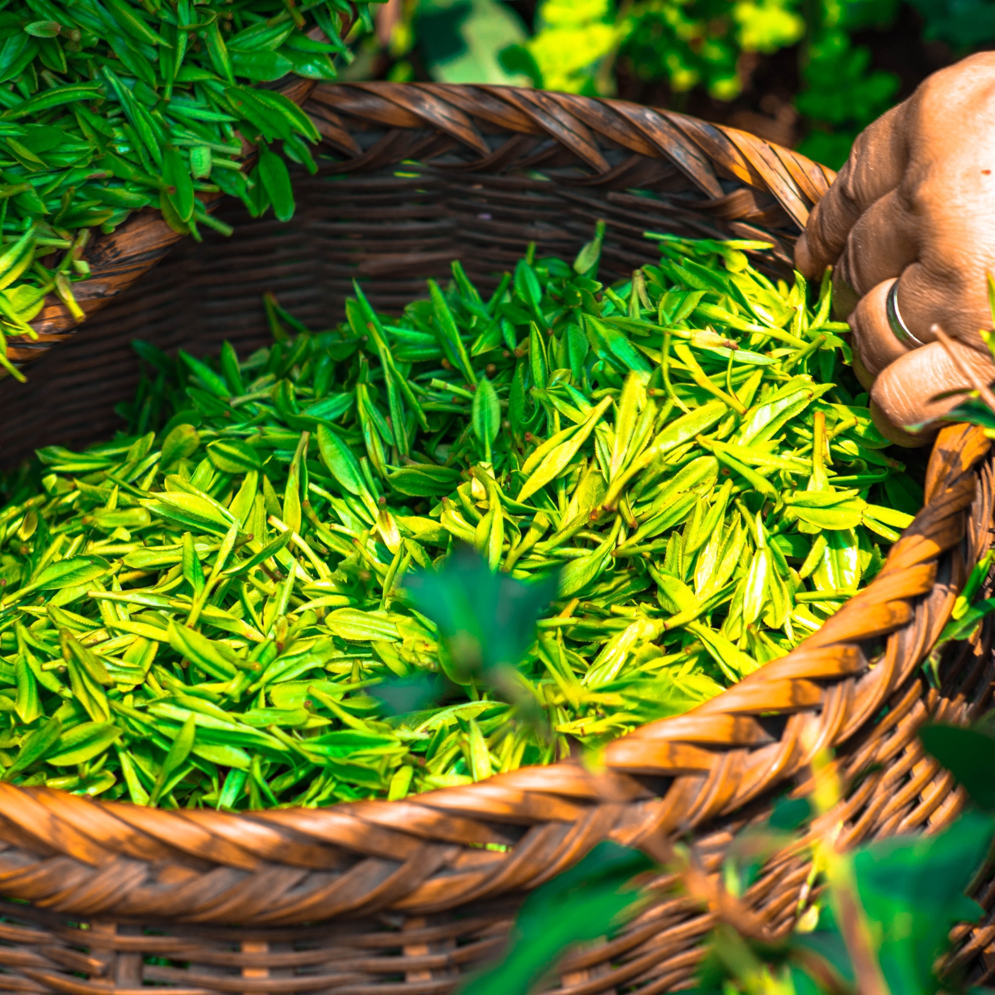 Food green leaves