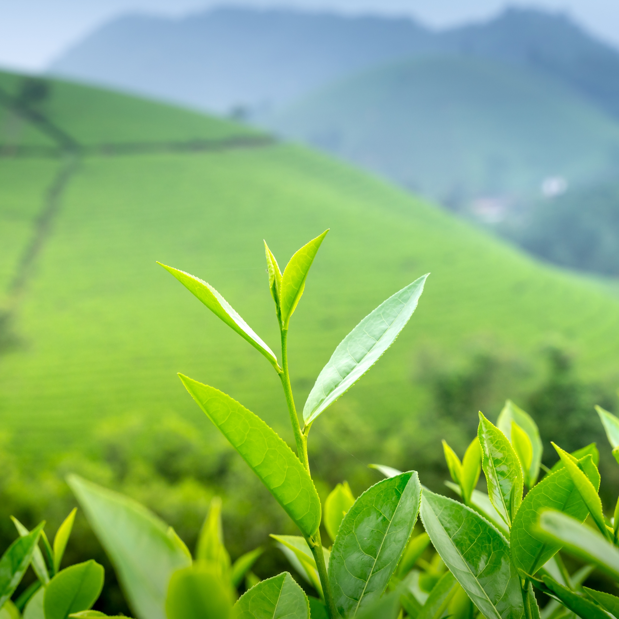 Food green leaves