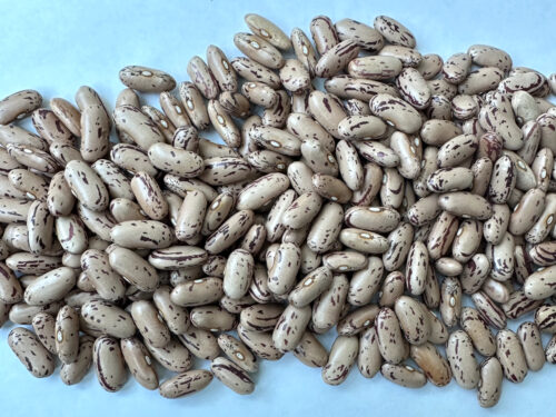 PINTO BEANS