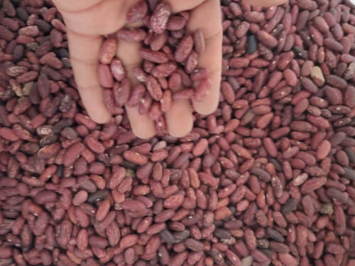 PINTO BEANS