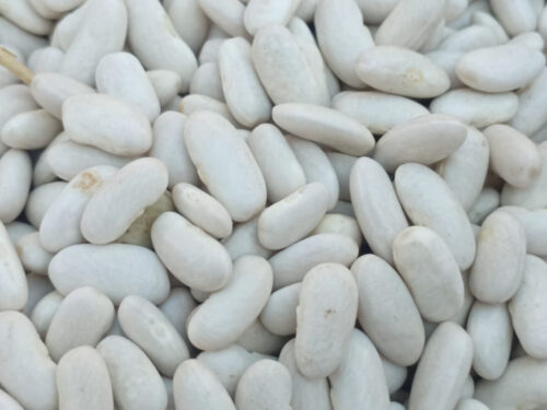 WHITE BEAN